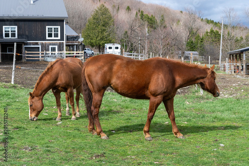Two quarter horses eating in a field
