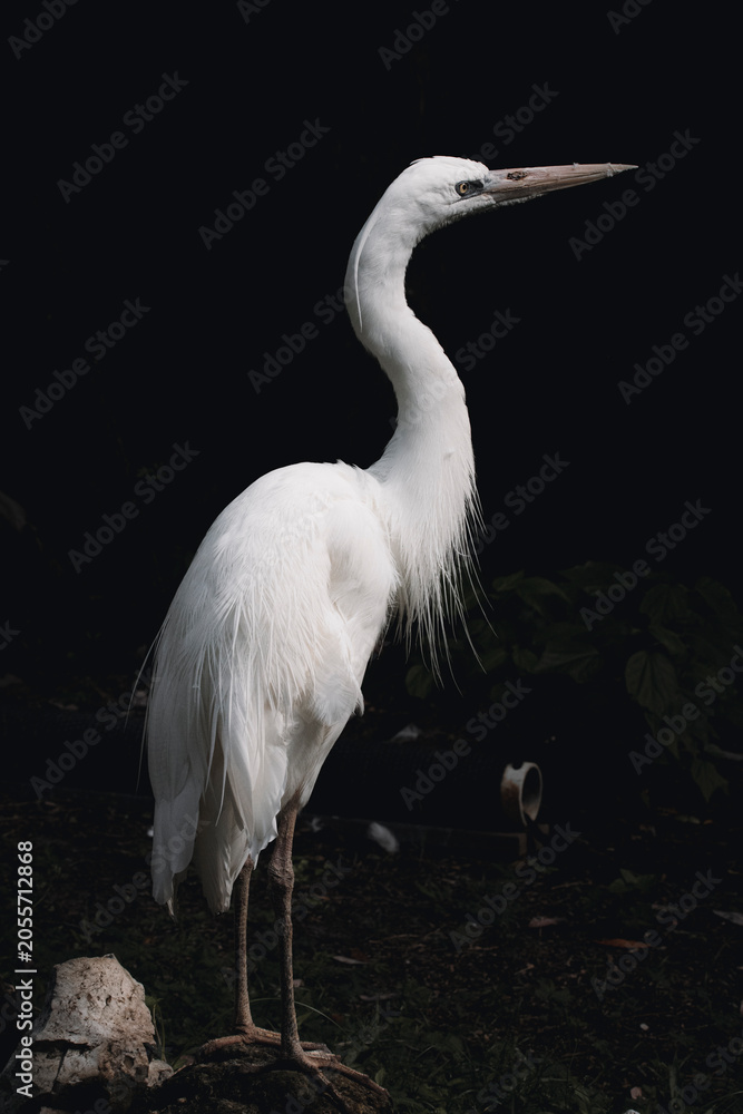 Obraz premium Portrait of a great white heron