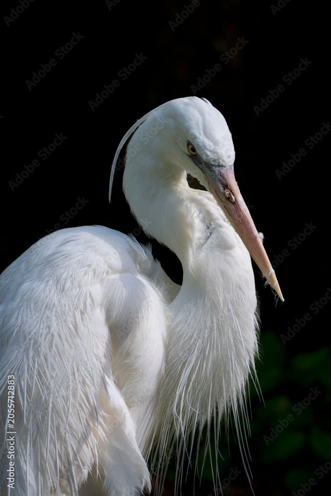 Obraz premium Close up view of a great white heron