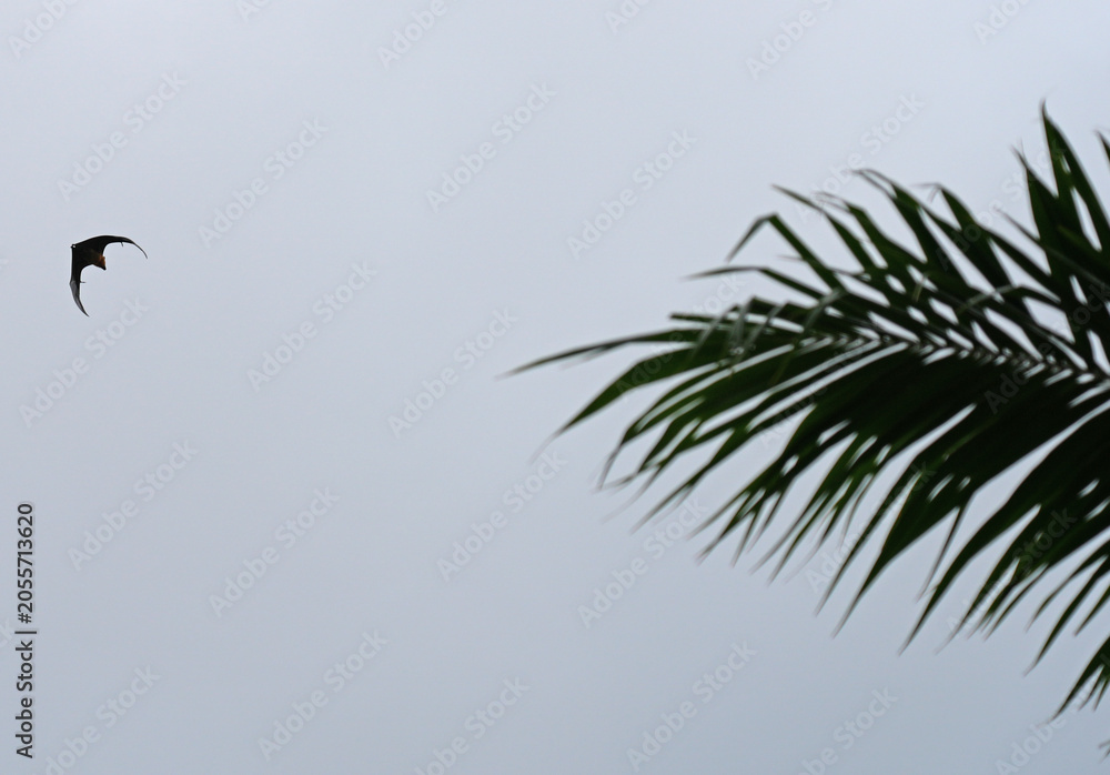 Fototapeta premium View of a Seychelles fruit bat, also called flying fox, flying in Mahe, Seychelles