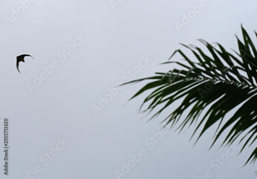 Canvas-taulu View of a Seychelles fruit bat, also called flying fox, flying in Mahe, Seychell