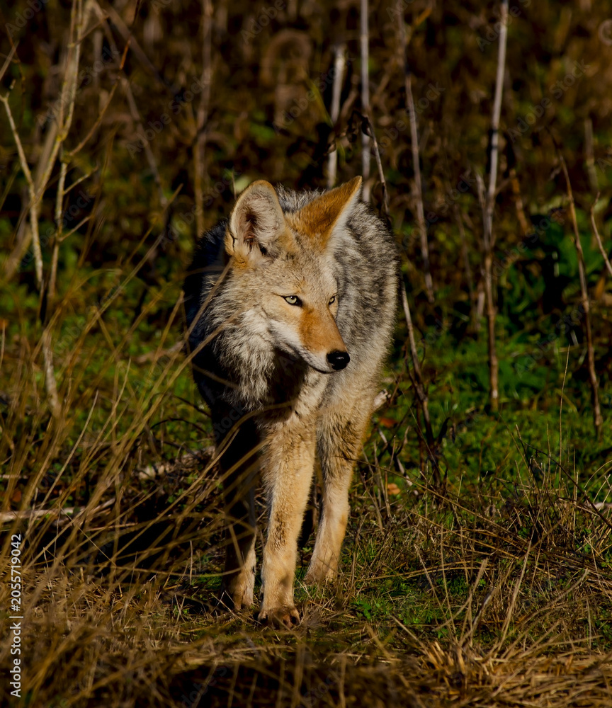 Fototapeta premium Coyote hunting in early morning light