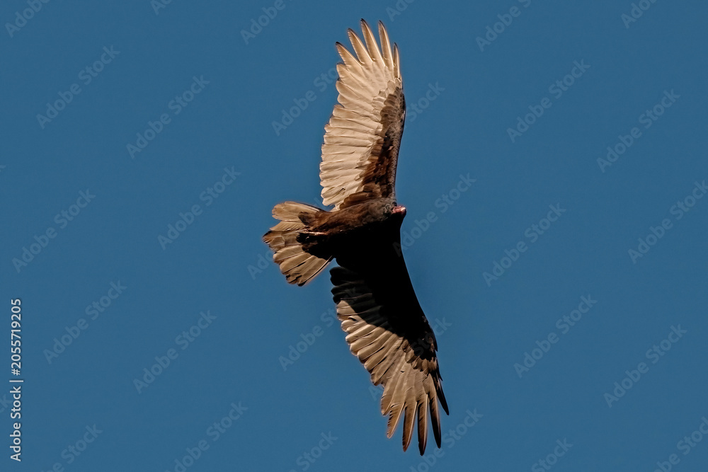 Obraz premium Turkey Vulture soaring