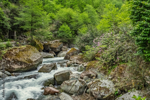 A powerful stream rushes over mossy boulders in a green temperate forest. Purple rhododendrons bloom along the banks. Creating a peaceful and revitalizing natural scene. Pristine nature and ecology.