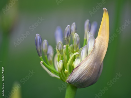 Принти на полотні Tokyo, Japan - June 12, 2026: Closeup of 
Agapanthus africanus or African Lily