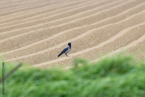 Photography Hooded Crow on Ploughed Field