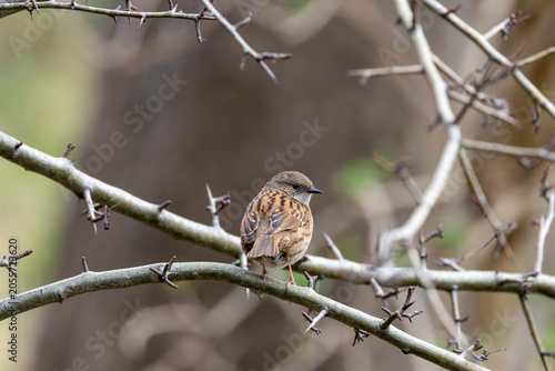 Photography Dunnock Among Thorny Branches