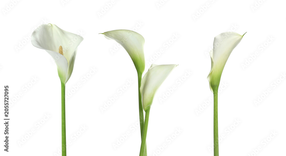 Fototapeta premium Calla lily flowers isolated on white, set