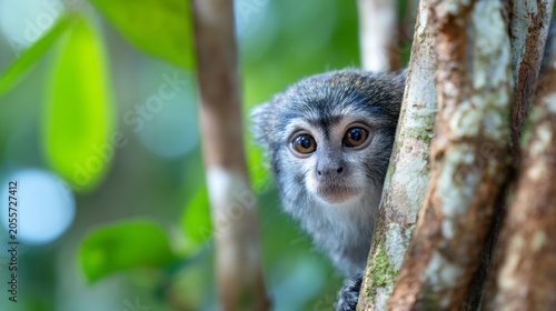 Monkey Peeking From Behind Tree Branches in Lush Green Environment