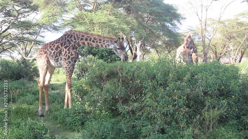 Masai giraffes (Giraffa tippelskirchi) at Crescent Island Game Sanctuary on Naivasha lake, Kenya