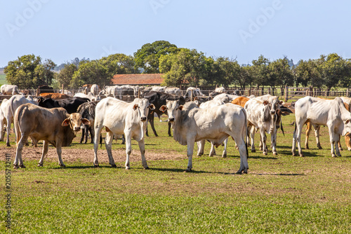 Brazilian cattle herd grazing on rural farm pasture