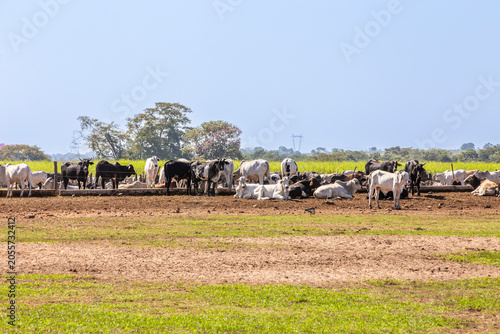 Brazilian cattle herd grazing on rural farm pasture