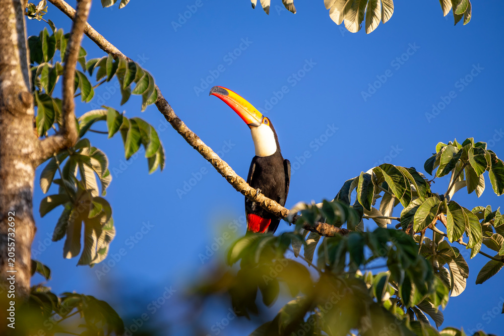 Fototapeta premium Toco Toucan perched on tropical tree branch against vibrant Blue sky