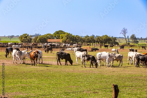 Brazilian cattle herd grazing on rural farm pasture