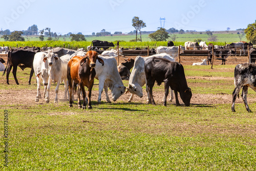 Brazilian cattle herd grazing on rural farm pasture