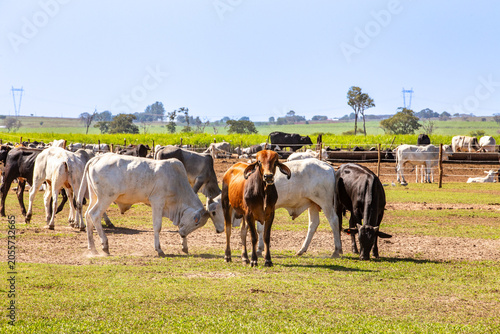 Brazilian cattle herd grazing on rural farm pasture