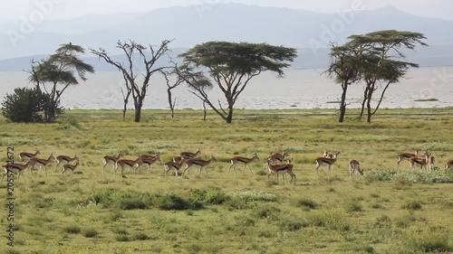 Thomson's Gazelle (Eudorcas thomsonii) at Crescent Island Game Sanctuary on Naivasha lake, Kenya