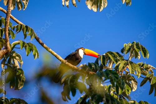 Toco Toucan perched on tropical tree branch against vibrant Blue sky