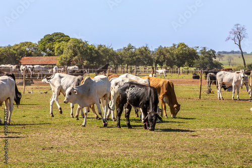 Brazilian cattle herd grazing on rural farm pasture