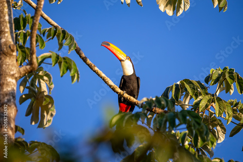 Toco Toucan perched on tropical tree branch against vibrant Blue sky