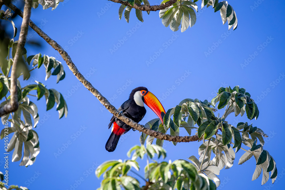 Obraz premium Toco Toucan perched on tropical tree branch against vibrant Blue sky