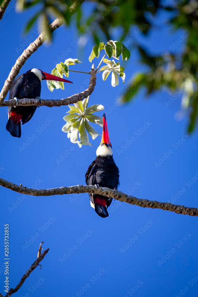 Fototapeta premium Toco Toucan perched on tropical tree branch against vibrant Blue sky