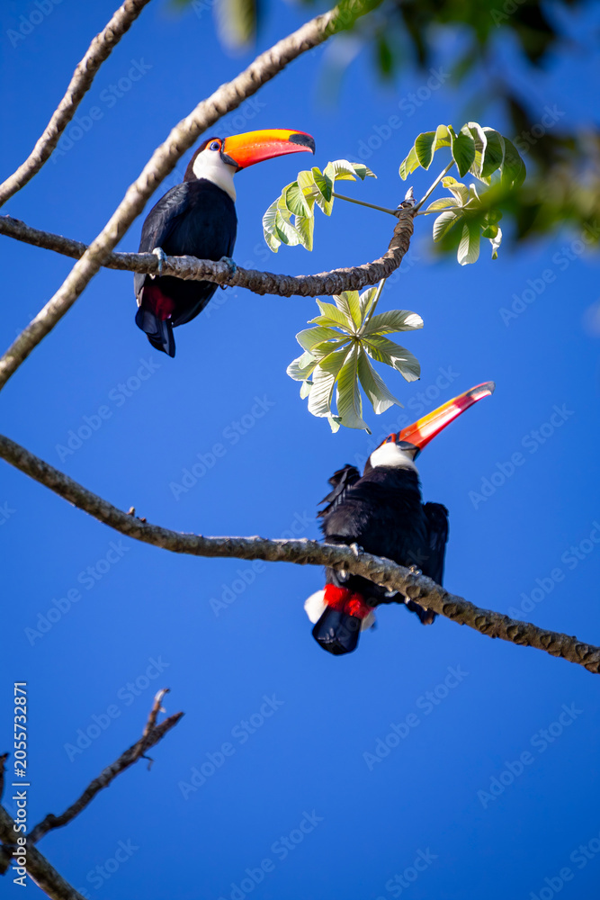 Fototapeta premium Toco Toucan perched on tropical tree branch against vibrant Blue sky