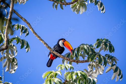 Toco Toucan perched on tropical tree branch against vibrant Blue sky