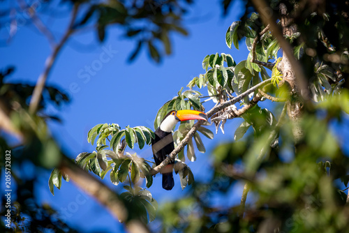 Toco Toucan perched on tropical tree branch against vibrant Blue sky