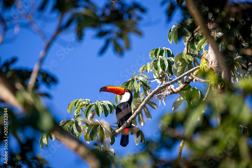 Toco Toucan perched on tropical tree branch against vibrant Blue sky