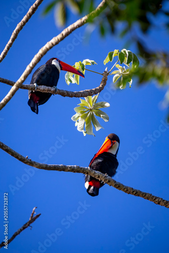 Toco Toucan perched on tropical tree branch against vibrant Blue sky