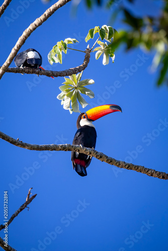 Toco Toucan perched on tropical tree branch against vibrant Blue sky