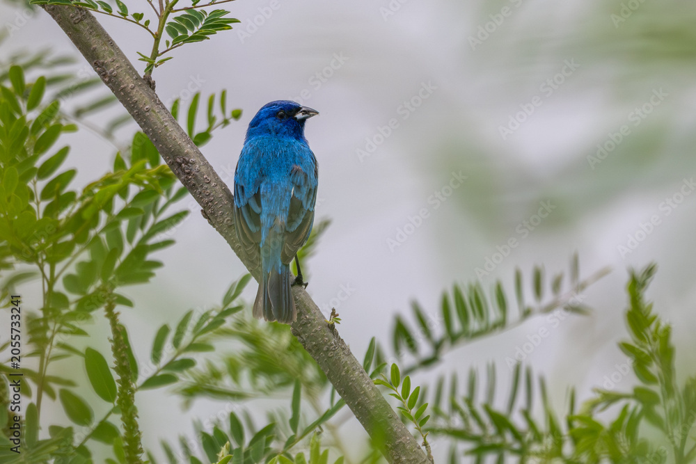 Fototapeta premium Male indigo bunting perched in a tree.