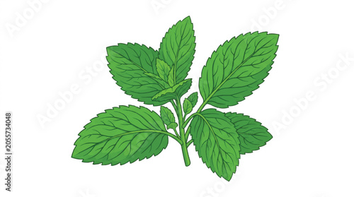 Close-up of bright green mint leaves with textured veins and fresh growth.