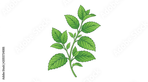 Fresh green herb sprig with vibrant leaves on white background.