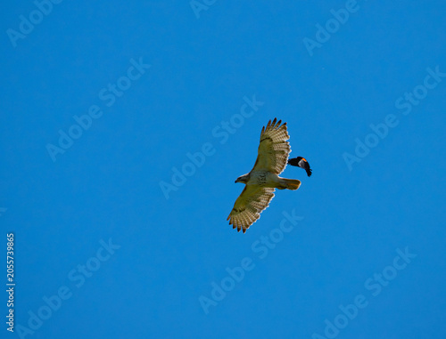 Cuadro en lienzo a redwing chasing a red tail