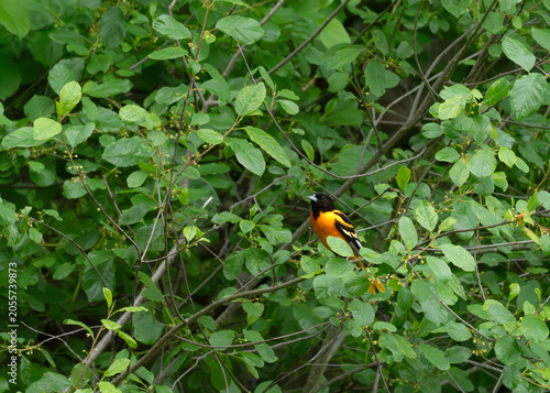 Fotografie A male baltimore oriole at sunnybrook