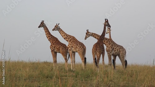 Giraffes in Murchison Falls national park, Uganda