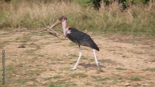 Marabou stork (Leptoptilos crumenifer) in Murchison Falls national park, Uganda