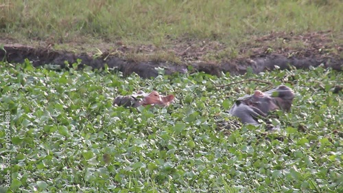 Hippopotamus in Murchison Falls national park, Uganda
