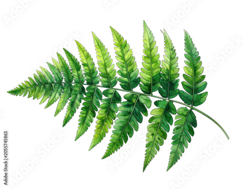 A detailed watercolor painting of a green fern frond against a black background.