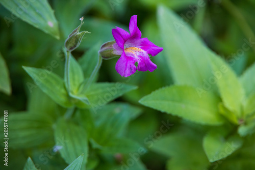 Monkeyflowers
