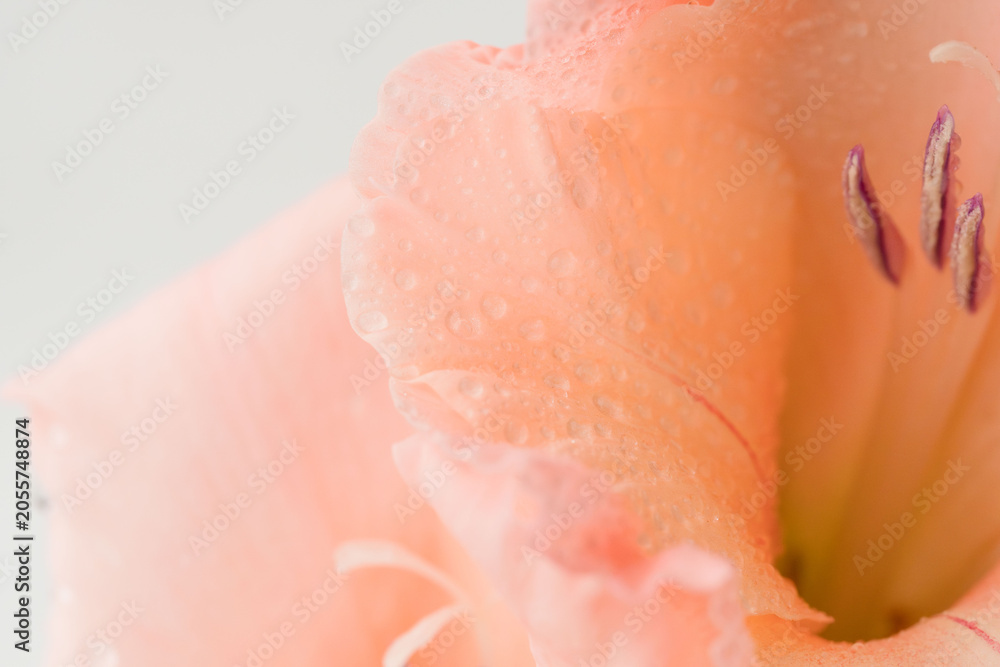 Fototapeta premium グラジオラスのサーモンピンク色の花をマクロ室内撮影40