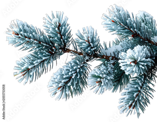 A frosted pine branch against a stark black background.