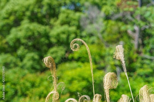 自然が創り出す芸術 螺旋状にカールした乾燥したススキの穂と美しい新緑の背景