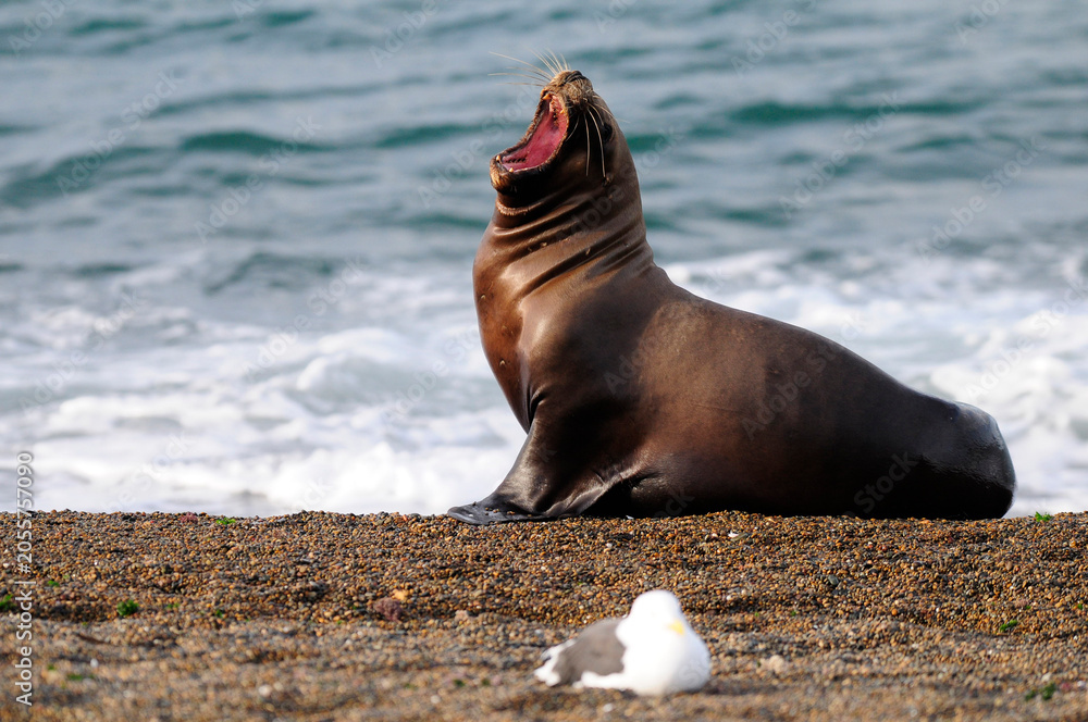 Fototapeta premium South American Sea Lion , Peninsula Valdes, Chubut Province Patagonia Argentina.