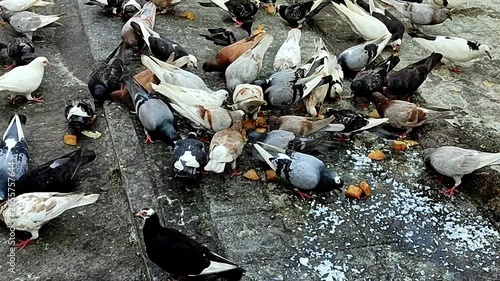 Pigeons foraging for food