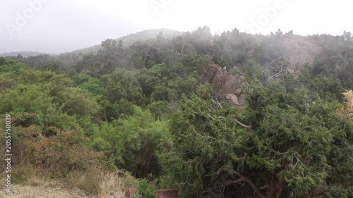 Mist above forest at Jabal Sawda mountain, Saudi Arabia