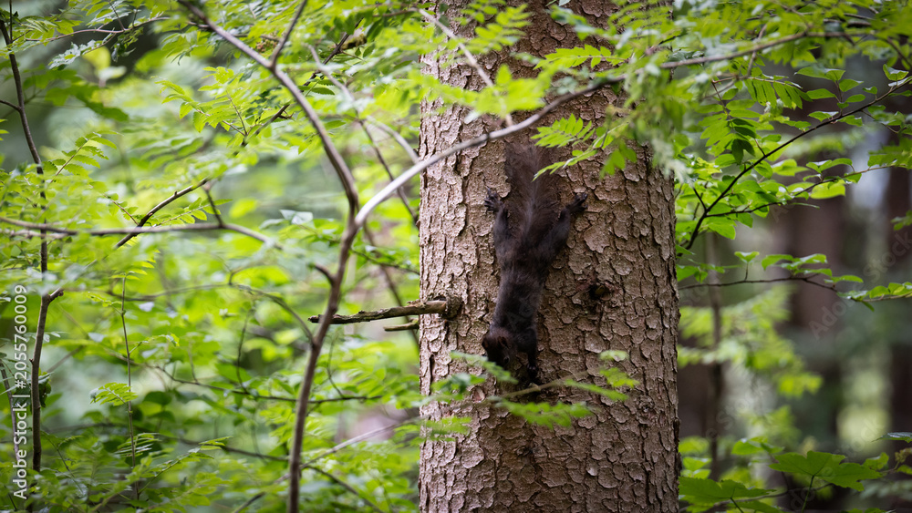 Fototapeta premium Eichhörnchen (Fischen) (2026-06)