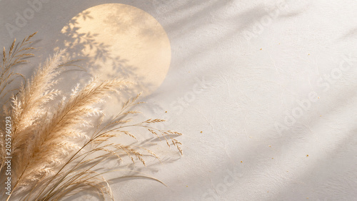 Dried pampas grass with soft round sunlight and shadows on a warm neutral background